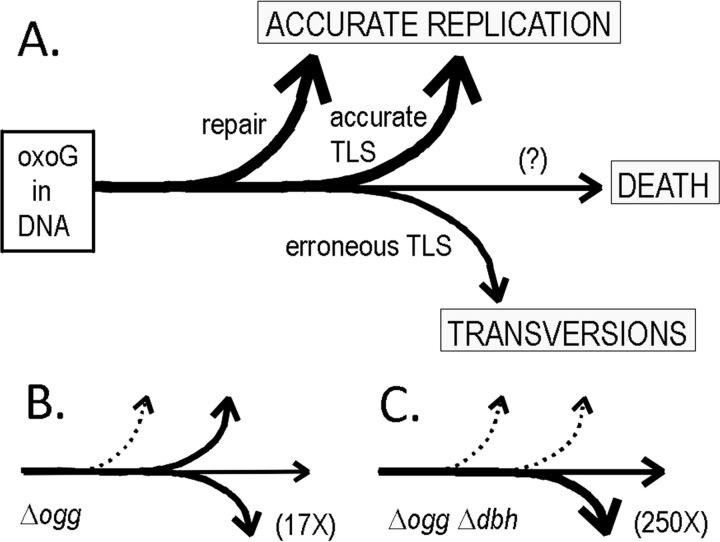 FIG 4