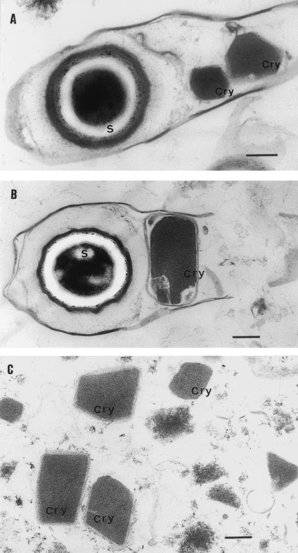 FIG. 5