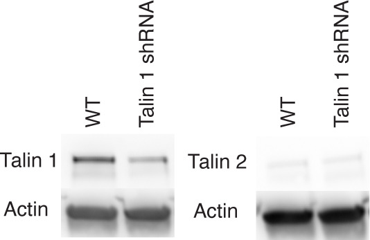 Figure 5—figure supplement 2.