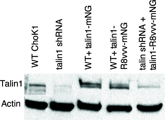 Figure 5—figure supplement 1.