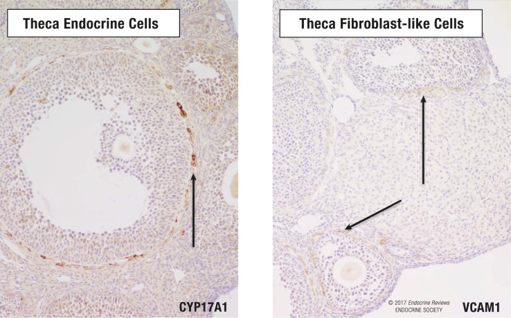 Ovarian Follicular Theca Cell Recruitment, Differentiation, and Impact ...