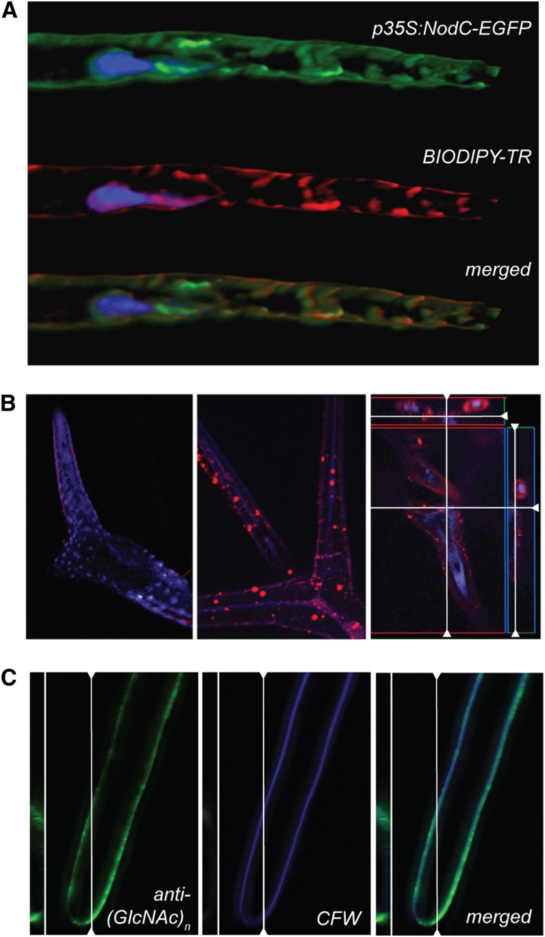 Figure 2.