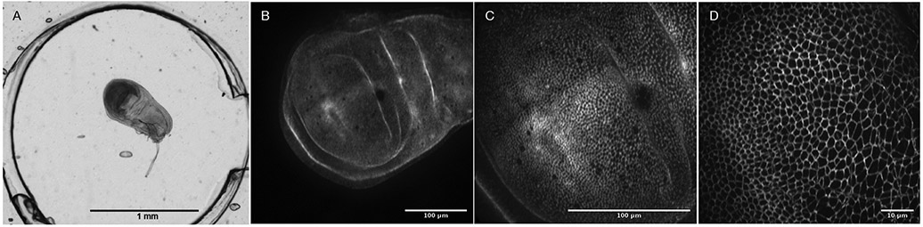 Figure 4: