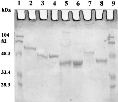 FIG. 1