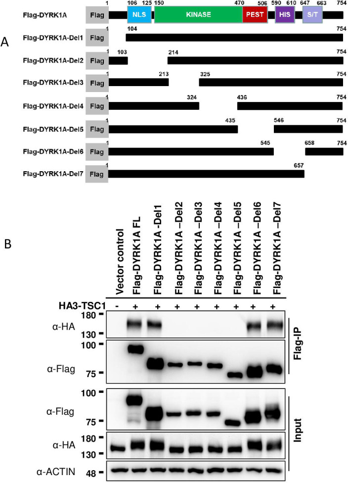 Figure 2—figure supplement 2.