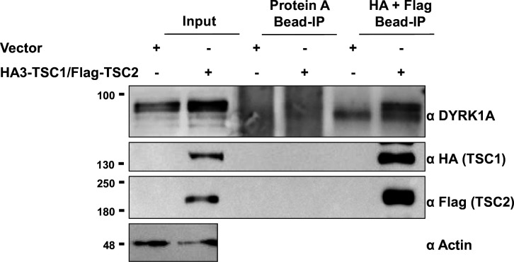 Figure 2—figure supplement 1.