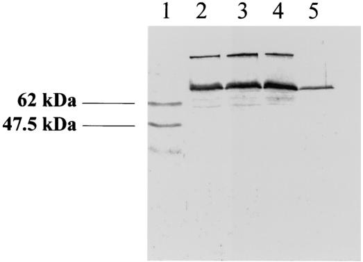 FIG. 5.