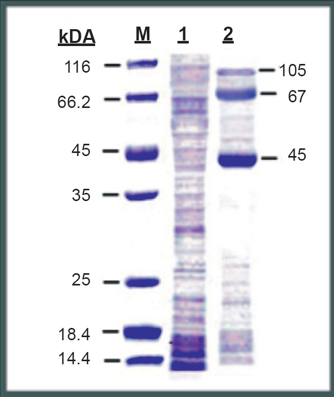 Fig. 2