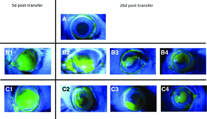 FIG. 7.