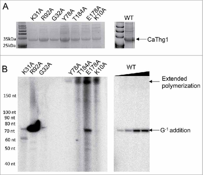 Figure 5.