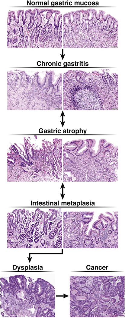 Figure 1: