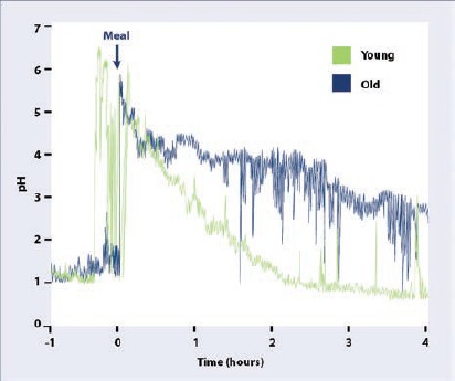 Note: Meal-time stomach acid pH, measured by Heidleberg capsule, is shown for a typical older and younger subject (see text for details). Note that while the pH of the stomach re-acidifies after the meal rapidly in the younger subject, there is a >4-hour delay in reaching pre-meal stomach acid levels in the older individual (i.e. functional hypochlorhydria). Figure modified from Berardi et al. with permission.