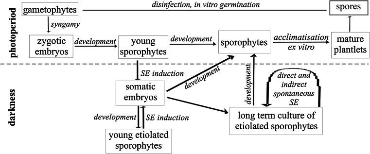 Fig. 6