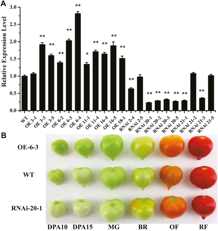 Fig. 2.