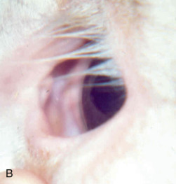 Fig. 5-2