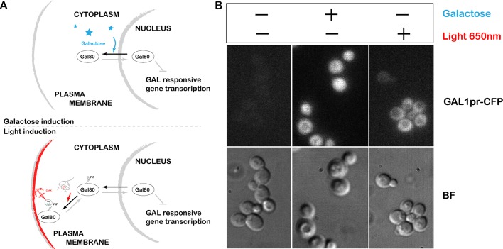 FIGURE 6: