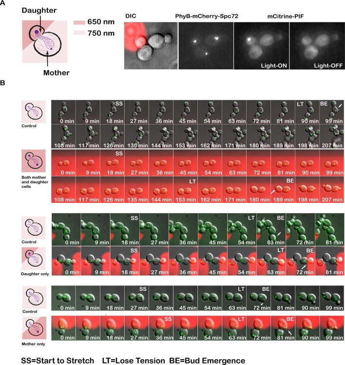 FIGURE 10: