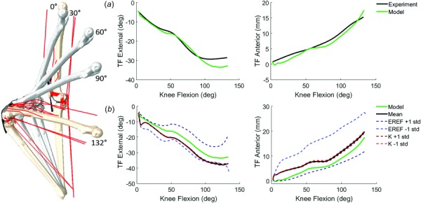 (a) Comparison of model and experimental TF kinematics for the lunge activity: experiment and calibrated model predictions (RMS difference of TF flexion–extension <3 deg, varus–valgus <2.5 deg, internal–external <4 deg, medial–lateral <3 mm, anterior–posterior <2 mm, superior–inferior <2 mm), (b) sensitivity analysis comparing the impact of mean ±1 standard deviation of ligament stiffness (K) and reference strain (EREF) on TF internal–external and anterior–posterior kinematics. Mean and standard deviations obtained from the literature (see Table 1).