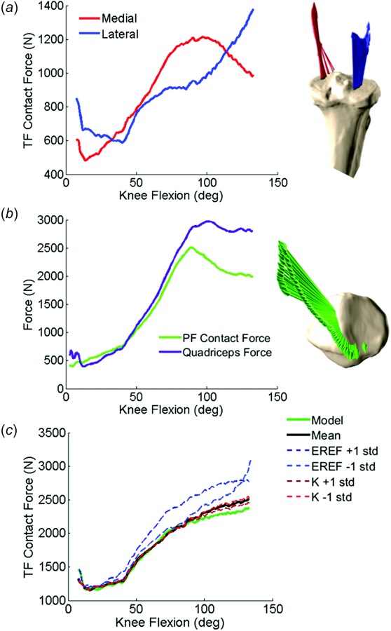 (a) Total TF contact force, (b) PF contact force and quadriceps force, and (c) comparison of TF contact forces between calibrated, mean, and ±1 standard deviation of ligament stiffness and reference strain analyses during the lunge activity. Mean and standard deviations obtained from the literature (see Table 1).