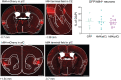 Figure 2—figure supplement 6.