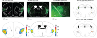 Figure 2—figure supplement 4.