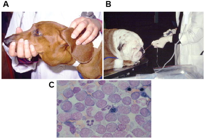 Fig. 1