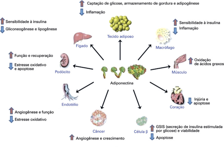 Figura 1