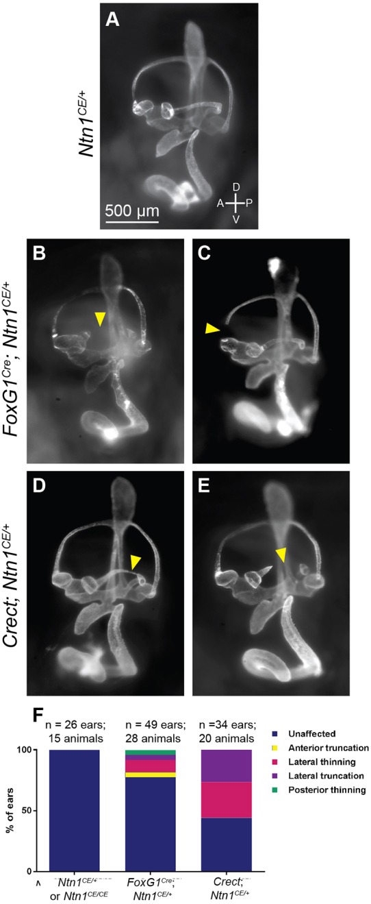 Fig. 8.