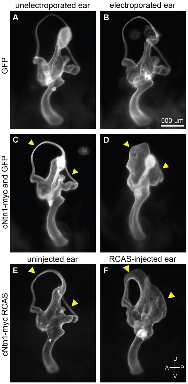 Fig. 5.