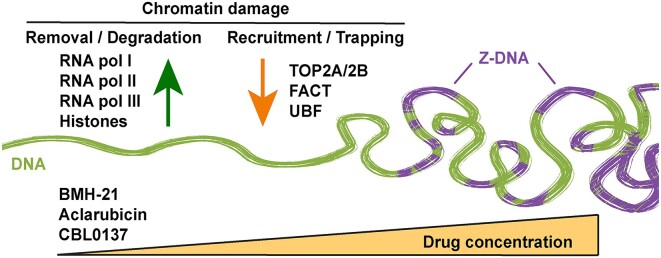 Graphical Abstract