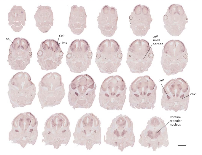 Fig. 5