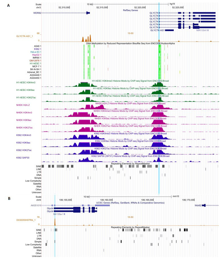 TTSs of orthologous lncRNAs in their local genomic region. <bold>A</bold>: Human GLYCTK-AS1 has clear TTSs in the promoter of human WDR82 and GLYCTK, and these TTSs overlap with the ENC DNA Methylation signals and ENC Histone Modification signals in several cell lines (genome.UCSC.edu); <bold>B</bold>: Mouse D030055H07RIK (the orthologue of human GLYCTK-AS1) has a TTS at the end of Glyctk (overlapping with a simple repeat), but has no TTS in the promoter of mouse Wdr82 and Glyctk.