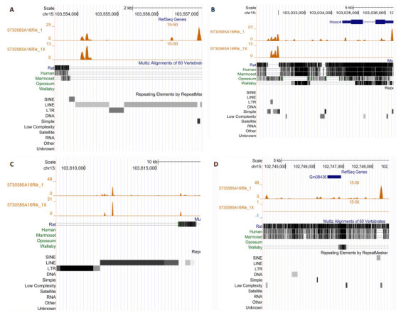 Many of the TTSs of mouse 5730585A16Rik are in mouse-specific or rodent-specific transposable elements. <bold>A</bold>, <bold>C</bold>: TTSs at mouse specific LINE transposons; <bold>B</bold>, <bold>D</bold>: TTSs at mouse-specific and rodent-specific simple repeats and low complexity sequences.