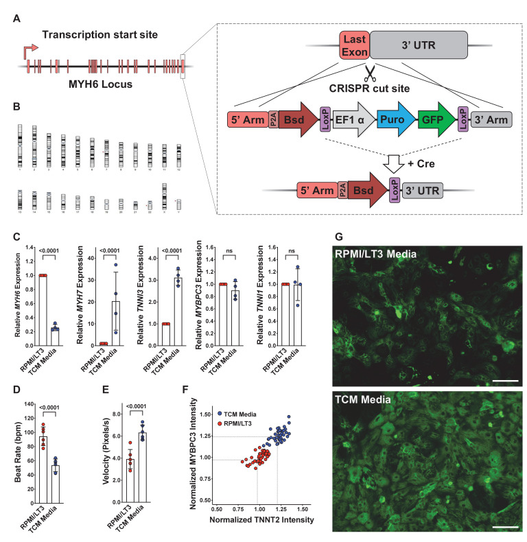 Figure 1—figure supplement 1.