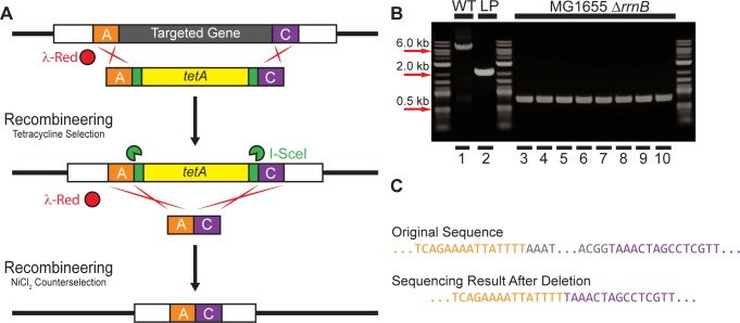 Fig 6