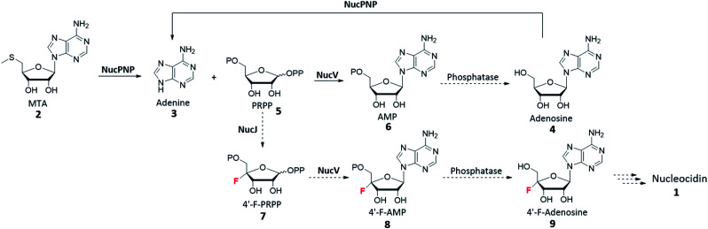 Scheme 1