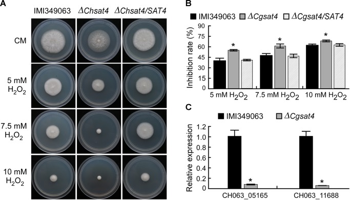 FIGURE 5