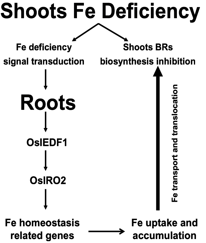 Fig. 11.