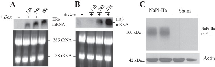 Fig. 10.