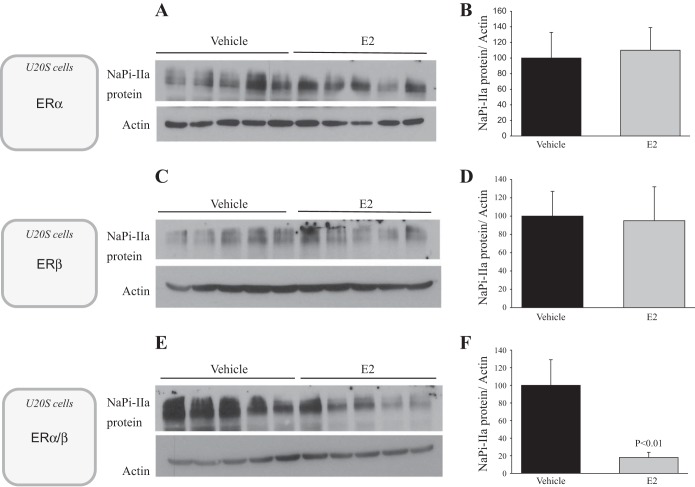 Fig. 12.