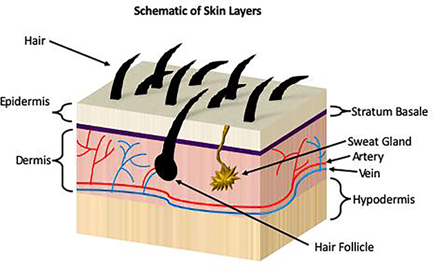 Figure 1: