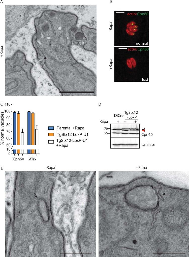 FIG 8