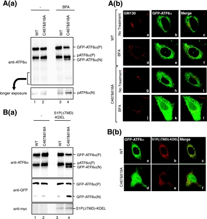 FIG. 8.