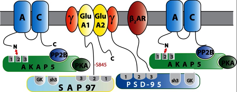 FIGURE 1.