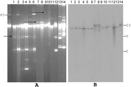 FIG. 2.