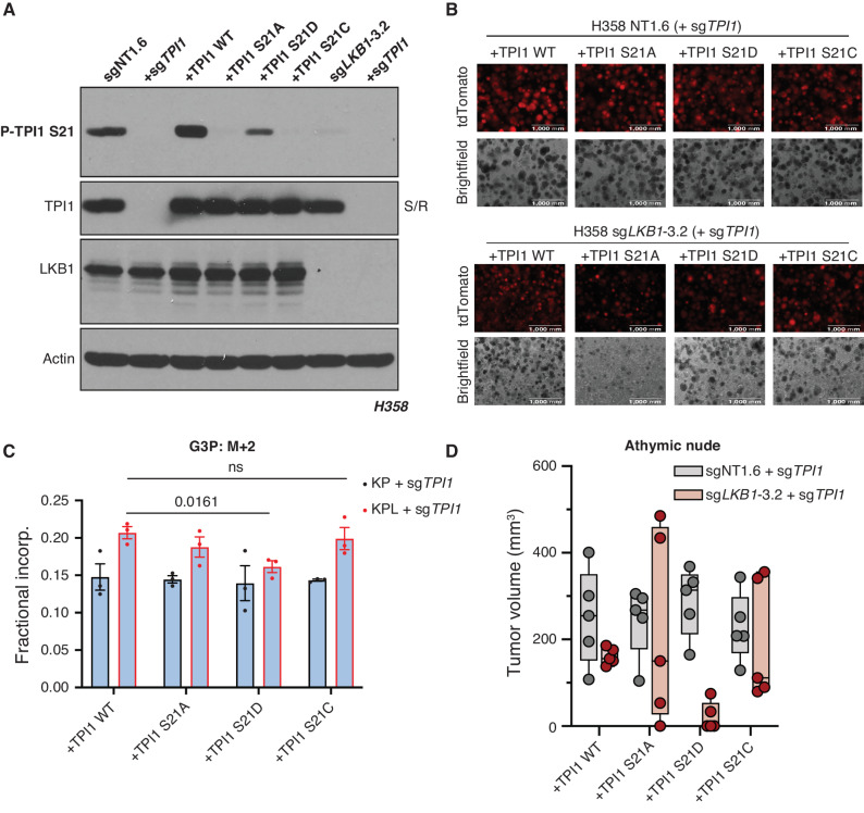 Figure 6. TPI1 amino acid differences at position 21 affect growth in organotypic culture, in vivo, and alter metabolic flux. A, Western blot analysis of human H358 (KRAS;TP53) isogenic KP and KPL cells (KP: sgNT1.6; KPL: sgLKB1-3.2) and derived untagged TPI1 allelic panel with phospho-specific antibody. B, 3D spheroid growth in Matrigel of isogenic clones of the H358 cell line labeled with a tdTomato fluorescent reporter and expressing Cas9- and TPI1-specific (sgTPI1-3) guide RNA and transgenic expression of guide RNA-resistant TPI1 allelic variants. 5,000 cells were seeded into Matrigel and grown for 14 days, and the media were changed every 24 hours. Images were taken on an EVOS fluorescence microscope under 4× magnification and filter to resolve tdTomato signal intensity and brightfield. C, Isotopic tracing results for M+2 isotopologue for glycerol-3-phosphate at 1 minute. Analysis conducted in H358 isogenic lines (KP: sgNT1.6; KPL: sgLKB1-3.2) with additional expression of sgTPI1 guide RNA and guide RNA-resistant TPI1 allelic variants in biological triplicate (N = 3 per genotype) and reported as the mean ((± SEM). Statistical significance was determined by a two-tailed paired t test. D, Subcutaneous tumor growth of human H358 isogenic lines (KP: sgNT1.6; KPL: sgLKB1-3.2) with additional expression of sgTPI1 guide RNA and guide RNA-resistant TPI1 allelic variants. Cells first infected with control or LKB1-targeting guide RNA to produce isogenic KP and KPL, respectively. Derived lines were then infected with lentiviruses encoding TPI1 sgRNA with a subsequent lentiviral expression of transgenic guide RNA-resistant hTPI1 WT, S21A or S21D and S21C and measured 30 days following engraftment. Injections in athymic nude mice (n = 5/group).