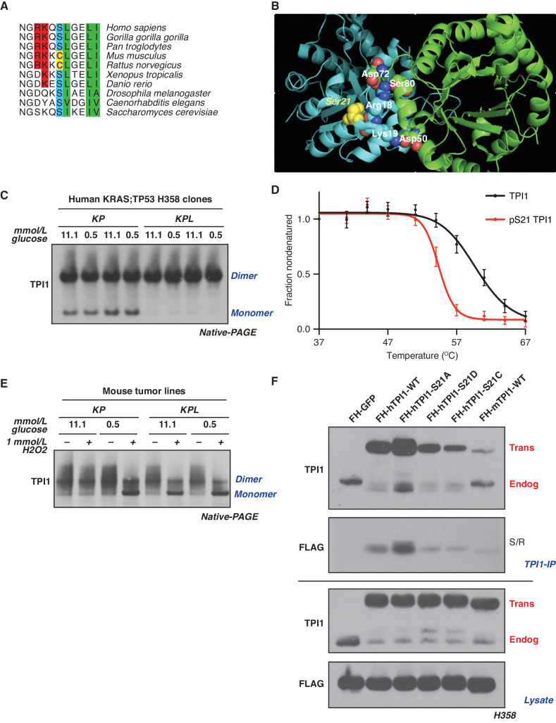 Figure 5. LKB1 regulates the multimeric state of hTPI1 but not mTpi1 due to an amino acid difference at position 21. A, Sequence alignment of TPI1 amino acid residues 16 to 26 across species, showing conservation of Ser21 from H. sapiens to S. cerevisiae, with cysteine at position 21 in mouse and rat Tpi1. Cartoon comparing predicted side-chain chemistry, with oxidized cysteine and phosphorylated serine, is drawn below. B, Crystal structure of TPI1 homodimer (cyan and green, respectively) with critical residues highlighted in space-filling atoms. Serine 21 on the cyan monomer is highlighted in yellow. C, Western blot analysis of Blue Native PAGE of human isogenic clones derived from KP H358 hLUAD cell line. Cells were grown under normal (11.1 mmol/L) or low (0.5 mmol/L) glucose conditions for 6 hours prior to collection. D, Melting curve plot from thermal profiling of unmodified and serine 21 phosphorylated TPI1. Analysis conducted in H2009 and H358 isogenic clones expressing Cas9 and a nontargeting (sgNT1.1 and sgNT1.2 or sgNT1.4 and sgNT1.6, respectively) guide RNA. Data presented are from seven biological replicates and reported as the mean (± SEM). E, Western blot (Blue Native PAGE) of extracts from mLUAD cell lines. Cells were cultured in either 11.1 mmol/L or 0.5 mmol/L glucose for 6 hours and then treated with 1 mmol/L H2O2 for 15 minutes. F, Western blot of proteins coimmunoprecipitated from extracts of H358 cells expressing Cas9 and a nontargeting (FH-GFP cell line) or TPI1-specific (all other cell lines) guide RNA and transgenic expression of Flag-HA tagged GFP or guide RNA-resistant TPI1 allelic variants using a polyclonal antibody against full-length TPI1. Cells were cultured in 0.5 mmol/L glucose for 6 hours prior to collection.