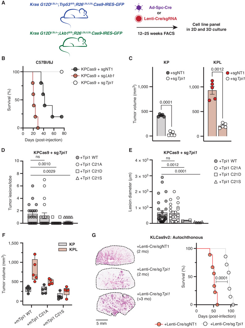 Figure 7. Tpi1 is required for tumor growth in KP and KPL LUAD models, and humanizing TPi1 regresses tumor growth and burden. A, Cartoon schematic depicting generated conditional genetic mouse models and subsequent derived tumor-derived cell lines. B, C57Bl/6J mice survival following tail-vein injection of the KPCas9 cell line (BS7341) infected with lentiviruses encoding control or targeting sgRNAs (n = 5/group). C, Subcutaneous tumor growth of KP or KPL-derived tumor cell lines (BS7432) infected with lentiviruses encoding control or targeting sgRNAs 30 days following engraftment in C57Bl/6J mice (n = 5/group); paired t test provided above. D, Histogram quantifying tumor lesions per lobe in tail-vein injected KPcas9 (BS7431) Tpi1 allelic variants in C57Bl/6J mice (N = 5/group) and reported as the mean ((± SEM). Statistical significance was determined by a two-tailed paired t test. E, Histogram quantifying tumor lesion diameter in tail-vein–injected KPcas9 (BS7431) Tpi1 allelic variants in C57Bl/6J mice (N = 5/group) and reported as the mean ((± SEM). Statistical significance was determined by a two-tailed paired t test. F, Subcutaneous tumor growth of KPCas9-derived tumor cell line (BS7432) first infected with control or Lkb1-targeting guide RNA to produce isogenic KP and KPL, respectively. Derived lines were then infected with lentiviruses encoding Tpi1 sgRNA with subsequent lentiviral expression of transgenic guide RNA-resistant mTpi1 WT, C21A, or C21S and measured 30 days following engraftment. Paired flank injections in C57Bl/6J mice were conducted (KP/KPL for each transgene) per mouse (n = 5/group). G, KLCas9v2 autochthonous tumor model survival following intratracheal administration of lentiviruses encoding cre-recombinase and control (sgNT) or targeting (sgTpi1) sgRNAs (n = 12/group). Representative lung tumor burden in groups of mice at 8 weeks (sgNT and sgTpi1) and 14.5 weeks (sgTpi1) following intubation; histologic appearance of tumor lesions.