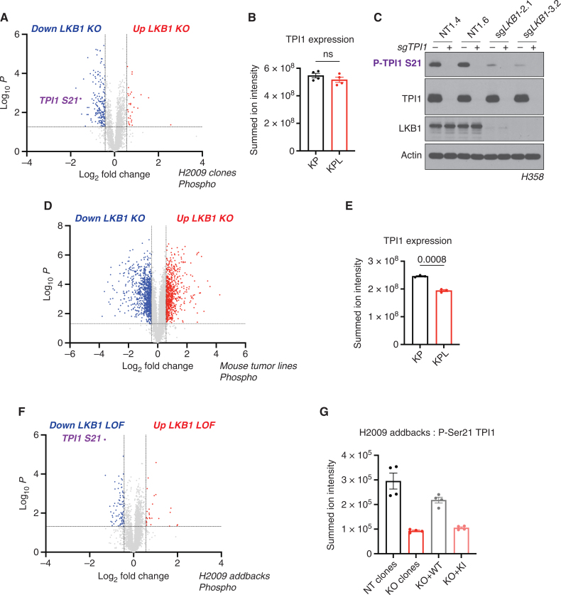 Figure 2. Phosphorylation of human TPI1 is LKB1-dependent and regulates triose phosphate levels. A, Volcano plot of quantitative phospho-proteomic data of genetic sensitivity in H2009 clones (2 KP clones and 2 KPL clones), two biological replicates each, N = 4 per genotype. Cells were grown in 0.5 mmol/L glucose for 6 hours. Phosphopeptides that pass statistical criteria (P < 0.05) are highlighted in black, red and blue, peptides that do not satisfy this are colored gray. Phosphopeptides colored red satisfy a fold change > 1.5; colored blue, fold change <−1.5. TPI1 P-Ser21 peptide labeled in purple text. B, Bar graph of summed ion intensities for TPI1 protein expression in H2009 isogenic lines (KP: sgNT1.1 and sgNT1.2; KPL: sgLKB1-3.1 and sgLKB1-3.7). Cell lines were treated with 0.5 mmol/L glucose for 6 hours prior to collection. Data, representative of 4 independent biological experiments and reported as the mean (± SEM). Statistical significance was determined by a two-tailed paired t test. C, Western blot analysis of H358 (KRAS;TP53) isogenic cell (KP: sgNT1.4 and sgNT1.6; KPL: sgLKB1-2.1 and sgLKB1-3.2) and KPL lines to validate phospho-specific antibody. D, Volcano plot for comparison of quantitative phospho-proteomic data of genetic sensitivity in mLUAD cell lines, 634T (KP) and Lkb1-t2 (KPL) in biological triplicate for each condition. Analysis was conducted on cells treated with 0.5 mmol/L glucose for 6 hours in culture. Statistical criteria and color scheme same as for other Volcano plots presented. E, Bar graph of summed ion intensities for TPI1 protein expression in mLUAD lines from companion unenriched total proteomic analysis. Data, representative of 3 independent biological experiments and reported as the mean (± SEM). Statistical significance was determined by a two-tailed paired t test. F, Volcano plot of quantitative phospho-proteomic data of genetic sensitivity in H2009 isogenic clones including clones with transgenic expression of guide RNA-resistant WT or kinase-inactive (KI) LKB1 in LKB1-specific knockouts (sgLKB1-3.1 and sgLKB1-3.7) from Supplementary Fig. S1E; 4 biological replicates each. LKB1 loss-of-function (LOF) group consisted of merging LKB1 knockout lines (KPL: sgLKB1-3.1 and sgLKB1-3.7) with lines expressing guide RNA-resistant LKB1 KI (KPL + LKB1 KI: sgLKB1-3.1 + LKB1 KI and sgLKB1–3.7 + LKB1 KI); and compared with H2009 lines containing nontargeting guide RNA (KP: sgNT1.1 and sgNT1.2) merged with LKB1 knockout lines expressing guide RNA-resistant LKB1 WT (KPL + LKB1 WT: sgLKB1–3.1 + LKB1 WT and sgLKB1-3.7 + LKB1 WT) at the phosphopeptide level. Cells were grown in 0.5 mmol/L glucose for 6 hours. Statistical criteria and color scheme same as for A. TPI1 P-Ser21 peptide labeled in purple text. G, Summed ion intensity of the H2009 (KRAS;TP53) isogenic clones (KP: sgNT1.1 and sgNT1.2; KPL: sgLKB1-3.1 and sgLKB1-3.7) and lines with additional transgenic expression of guide RNA-resistant LKB1 WT; sgLKB1-3.1 + LKB1 WT and sgLKB1-3.7 + LKB1 WT) or LKB1 kinase–inactive (KI; sgLKB1-3.1 + LKB1 KI and sgLKB1-3.7 LKB1 KI) for the phosphopeptide containing Serine 21 of TPI1 from the experiments from which the volcano plot in Supplementary Fig. S2E was derived. Bar graph depicts each genotype individually and shows the restoration of TPI1 phosphorylation in KPL lines expressing transgenic WT LKB1 but not KI LKB1. Ion intensities were normalized to identify TPI1 protein expression from paired unenriched total proteomic analysis across conditions to control for protein expression; the relevant phosphopeptide was observed 3 times in each biological replicate.