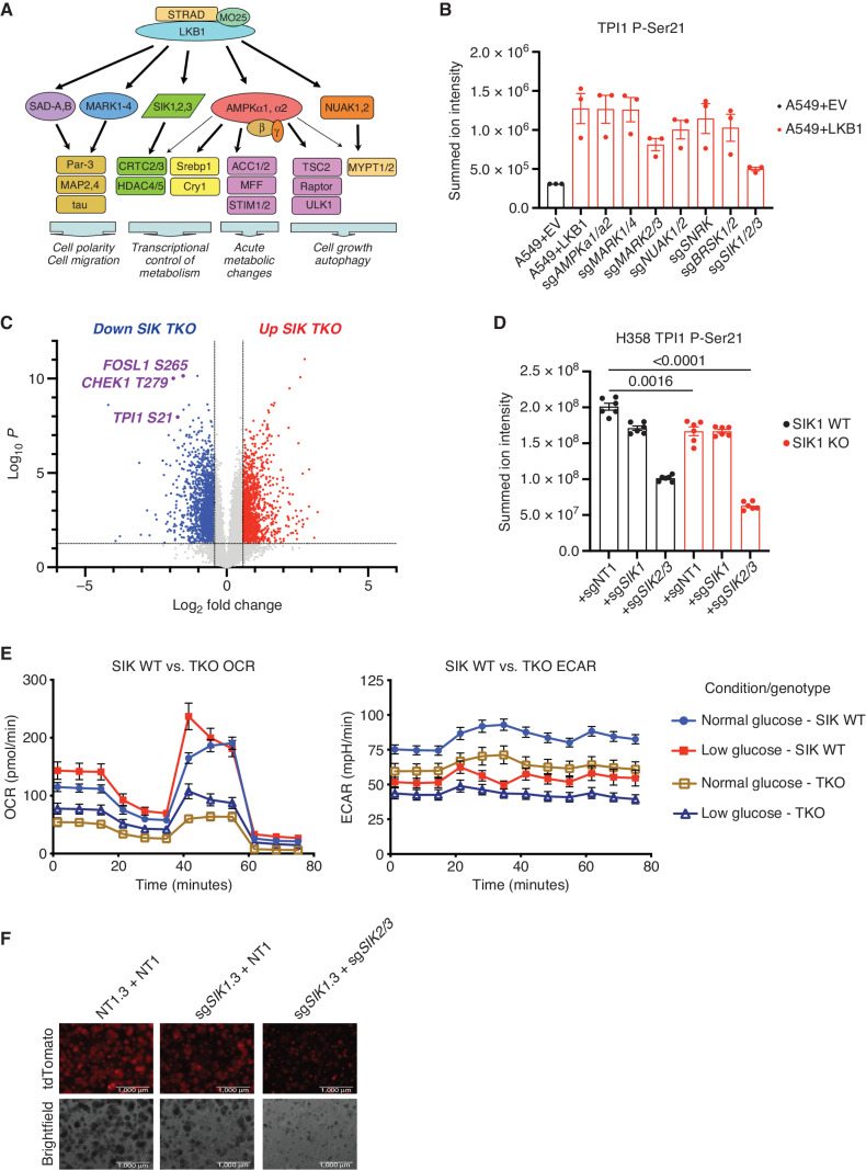 Figure 4. SIK phosphorylate human TPI1 in KP hLUAD cell lines. A, Cartoon depicting regulation of the AMPK-related (AMPKR) kinase family members by LKB1 and their downstream substrates. B, Bar graph of summed ion intensity for the TPI1-derived Ser-21 phosphopeptide from extracts of A549 cell lines infected with an empty vector or a vector expressing WT LKB1; the indicated guide RNAs were used to inactivate members of the AMPKR subfamilies in LKB1 transgenic expressing cells. Cell lines were cultured in 11.1 mmol/L glucose prior to analysis. Ion intensities were normalized to identified nonphosphorylated peptides across conditions to control for protein expression and reported as the mean (± SEM). C, Volcano plot of quantitative phospho-proteomic data used to compare phosphorylation in H358 clones (2 KP clones and 2 KP SIK TKO clones, with 3 biological replicates of each). Cells were cultured in 0.5 mmol/L glucose for 6 hours before lysis. Phosphopeptides that pass statistical criteria (P < 0.05) are highlighted in black, red, and blue; those that do not satisfy this criterion are colored gray. Proteins highlighted in red satisfy the fold change threshold (>1.5) after triple deletion of SIK1,2,3. Phosphopeptides highlighted in blue satisfy the fold change threshold of <−1.5) for a decrease after SIK1,2,3 triple deletion. D, Bar graph of summed ion intensities for the TPI1-derived, Ser-21 phosphopeptide in extracts of isogenic H358 cell lines containing a nontargeting control (sgNT1.3 and sgNT1.4) or SIK1-specific (sgSIK1.3 and sgSIK1.4) guide RNA and additional control (NT1) SIK1 (sgSIK1) or dual SIK2 and SIK3 (sgSIK2/3) guide RNAs in a polyclonal population. Ion intensities were normalized against identified nonphosphorylated variant across conditions. Cell lines were cultured in 0.5 mmol/L glucose prior to lysis, analyzed in biological triplicate per clone, N = 6 per genotype, and reported as the mean ((± SEM). Statistical significance was determined by a two-tailed paired t test. E, Mitochondrial stress test results; OCR and ECAR plotted over the course of the assay, respectively. Analysis conducted in H358 isogenic lines used for phospho-proteomic analysis in D in biological triplicate (N = 6 per genotype) and reported as the mean ((± SEM) and treated as indicated with normal (11.1 mmol/L) or low (0.5 mmol/L) glucose for 6 hours prior. F, 3D spheroid growth in Matrigel of isogenic clones of the H358 cell line labeled with a tdTomato fluorescent reporter and expressing CAS9 and nontargeting controls (sgNT1.3) or SIK1-specific (sgSIK1-2.3) guide RNA and additional control (NT1) or dual SIK2 and SIK3 (sgSIK2/3) guide RNAs in a polyclonal population. 5,000 cells were seeded into Matrigel and grown for 14 days, and the media were changed every 24 hours. Images were taken on an EVOS fluorescence microscope under 4× magnification and filtered to resolve tdTomato signal intensity and brightfield.